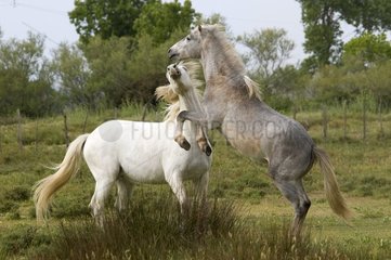 Horse camarguais Galician Camargue France
