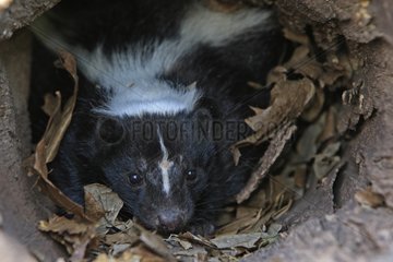 Striped skunk in a hollow trunk Minnesota USA