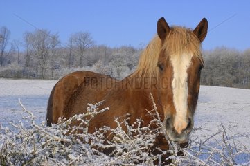 Breton drought horse in a snowed field