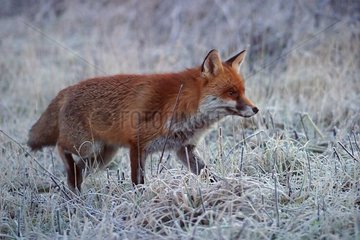 Roter Fuchs suchen nach Essen im Winter Frankreich