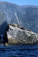 Seals taking the sun on a rock Milford Sound