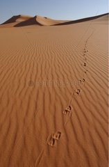 Spuren von Gazelle auf einer Dune -Vereinigte Arabische Emirate
