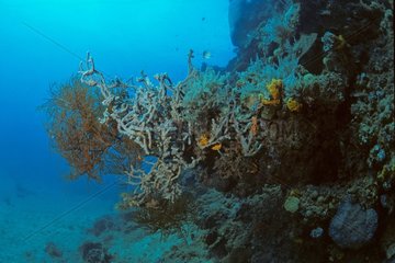 Zweig Black Coral Mayotte