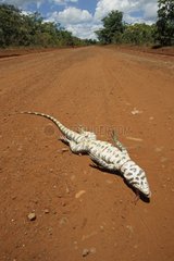 Iguane écrasé sur une route en latérite Pantanal Brésil
