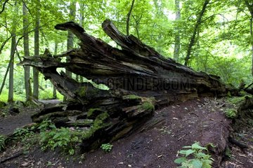 Dead tree on ground National Park Bialowieza Poland
