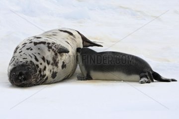 Hooded Seal female and -4 days old pup Madeleine Islands