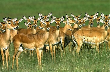 Harem of Impalas Masaï Mara Kenya
