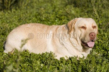 Bitch Labrador Retreiver albino lying down in the grass