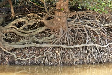 Roots of a tree generated by erosion - Pantanal Brazil
