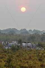 Herd of Cows at sunrise - Pantanal Brazil