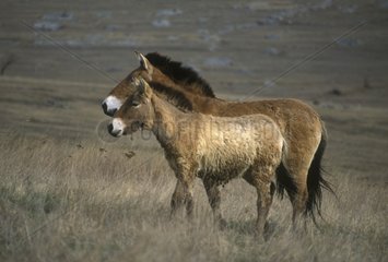 Przewalski Horse mare and foal in Cevennes France