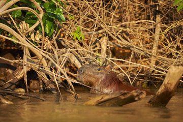 Capybara in water - Pantanal Brazil