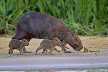 Capybara and young on bank - Pantanal Brazil