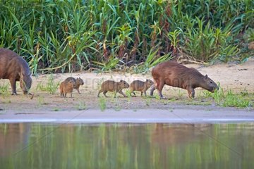 Capybaras and young on bank - Pantanal Brazil