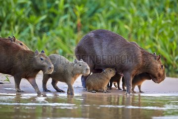 Capybara and young on bank - Pantanal Brazil