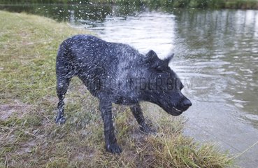 Black Labrador retriever snorting near a pond France