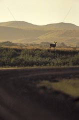 White-tailed deer Grasslands national park Canada