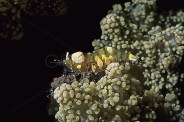 Thor shrimp posed on a coral Manado Indonesia