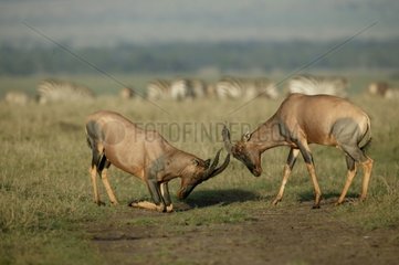 Combat de Topi Masaï Mara Kenya