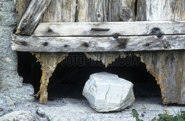 Bas de porte rongé par les Marmottes des Alpes France