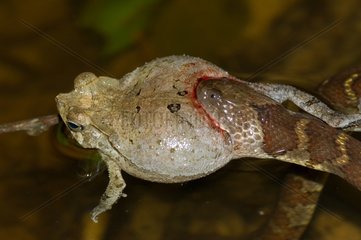 Aquatic snake biting a toad Guyana