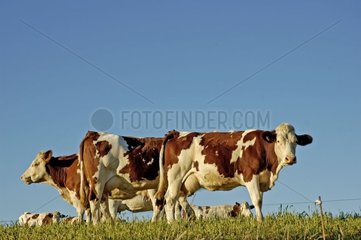 Montbeliarde cows in a meadow France