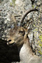 Spanish Ibex male Sierra of Gredos Spain