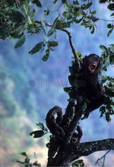 Eastern common chimpanzee shouting Gombe NP Tanzania