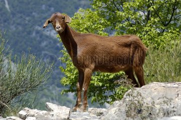 Goat in the Alpes-Maritimes
