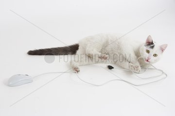 Cat lying down with a computer mouse