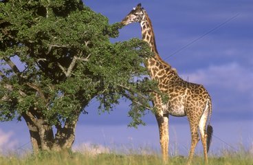 Masai giraffe eating a tree foliage Masai Mara