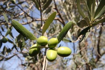 Branch of African olive with green olives