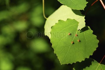 Leaf parasitized by galls France