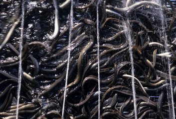 Breeding of eels Drome France