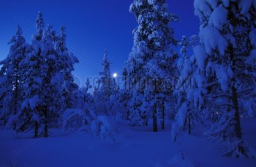 Forêt de conifères sous la neige Finlande