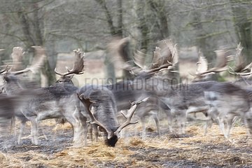 Herd of deer fleeing Klampenborg Denmark
