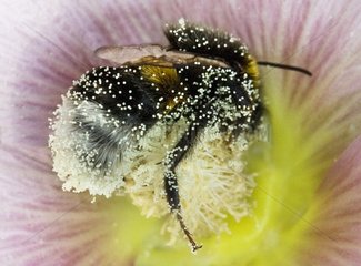 Bourdon mit Pollen in einer Blume bedeckt