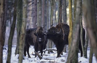 Mâle courtisant une femelle Bison d'Europe Pologne