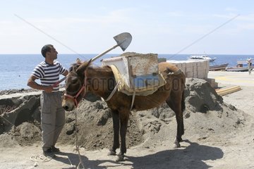 Utilisation d'une mule comme moyen de transport