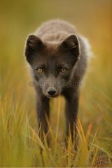 Portrait of an Arctic Fox staring at the photographer's lens