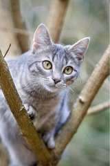 Katze auf der Aussicht in einem Baum Elsass Frankreich