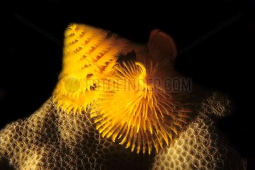 Spirograph worm on coral