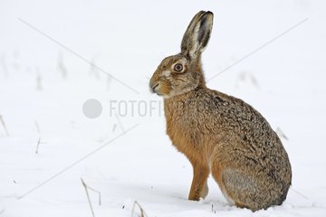 European hare in a meadow covered with snow Great Britain