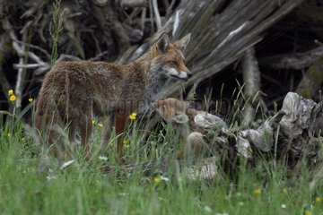 Red Fox and young to a lot of branch France