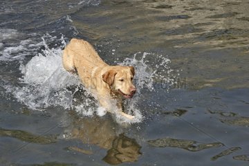 Labrador Retriever running in water France