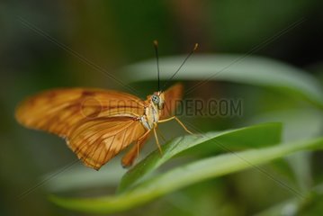 Julia Butterfly Exotic Dryas in einer tropischen Serre