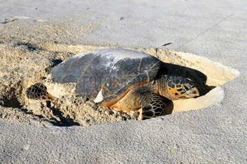 Verschachtelte Schildkröte am Strand liegen