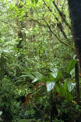 Forêt dense sempervirente Costa Rica