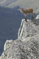 Young Spanish Ibex on the edge of a cliff Spain