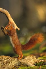 Red squirrel up on its feet arrears in Etretat